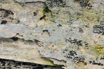 the surface of the wooden planks is weathered, damp and porous and eaten by termites