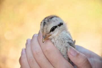 Baby Chick in Young Girl's Hands