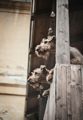 Dogs are Curious