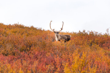 Wild caribou reindeer in the wilderness in Alaska © Matthias Stängel/Wirestock Creators