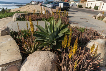 beach plant