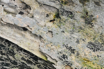 the surface of the wooden planks is weathered, damp and porous and eaten by termites