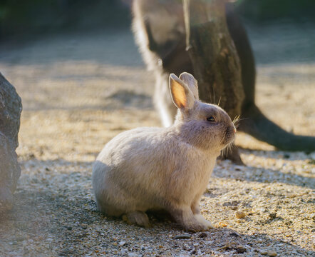 Small gray rabbit is sitting basking in the sun.