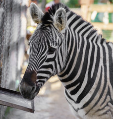 Fototapeta na wymiar Zebra in the zoo, portrait by the hedge.