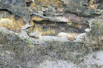 the surface of the wooden planks is weathered, damp and porous and eaten by termites