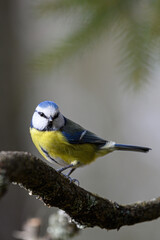 Blaumeise Nahaufnahme mit unscharfem Hintergrund