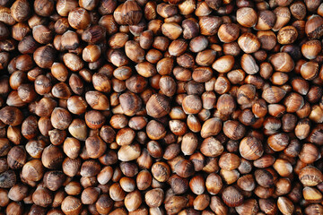 Hazelnuts in shell. Background of nuts, food texture. Сoncept of autumn harvest, gifts of nature.