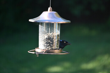 Closeup shot of a bird feeder with bird in the park