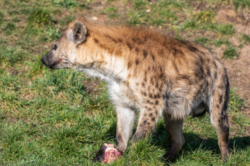 Hyena Feeding on Meat in a Field