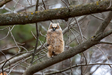 Young great horned owl (Bubo virginianus ) in Wisconsin state park.