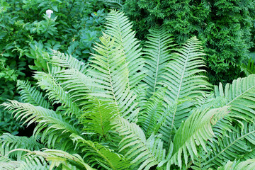 green fern leaves close-up defocus