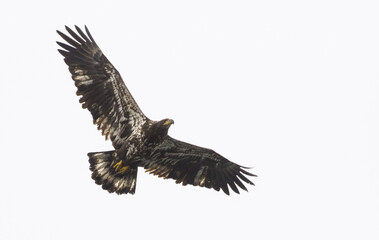 Beautiful shot of a flying white tailed eagle during the day