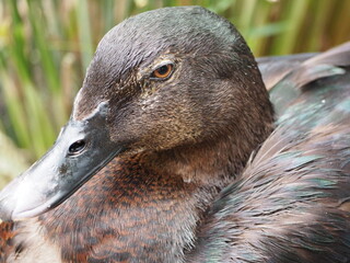 pato