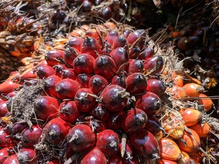 Oil palm fruit (Elaeis guineensis) in the Morning