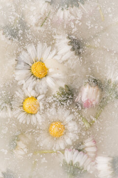 abstract macro picture of daisy flowers in frozen water