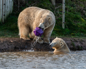 Polar Bear Playing with a Toy