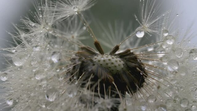 White dandelion macro shot. CREATIVE. Dew drops on a flower. Close view of a flower in a meadow. Behind the white dandelion it's raining