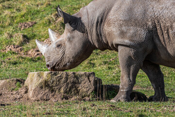 Obraz premium White Rhinoceros Walking on Grass