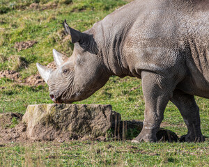 Obraz premium White Rhinoceros Walking on Grass