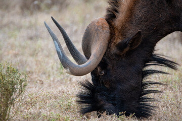 gnu in the nature reserve National Park South Africa