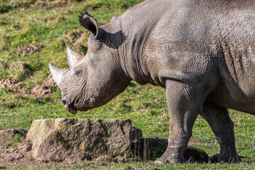 Obraz premium White Rhinoceros Walking on Grass