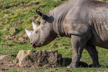 White Rhinoceros Walking on Grass