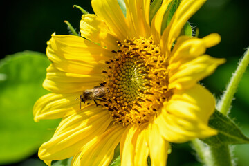 Leuchtend gelbe Sonnenblume, Helianthus annuus blüht in meinem Garten. Sie ist reich an Pollen und Nektar so das Bienen und andere Insektenmsie gerne aufsuchen.