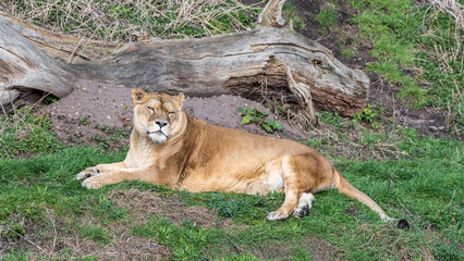 Female Lion Resting on the Ground