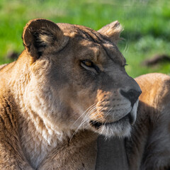 Female Lion Resting on the Ground