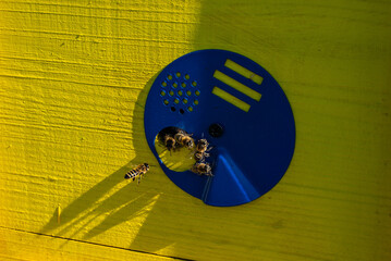 Honey bees at the entrance in yellow blue beehive. Ukraine