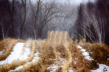landscape with snow - corn stalks