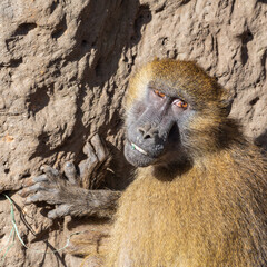 Gelada Monkey Sitting on the ground