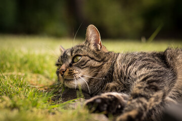 A tabby cat lies on stones in the grass and looks to the left alert and curious. Mild summer day....
