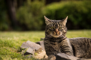 A grey-brown tabby cat sits curiously and attentively on stones in the countryside and looks frontally. The cat listens with its funny twisted ears. European shorthair cat is watching the garden.