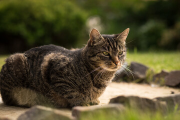 A gray-brown tabby cat sits curiously and attentively on stones in the grass and looks to the right. Mild summer day. Tabby cat in the garden.