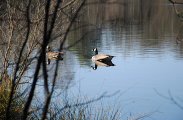 Canada or Canadian geese (Branta canadensis),swimming in a lake in nature reserve Wildenberg-Rabbinge in De Wolden, Drenthe, Netherlands