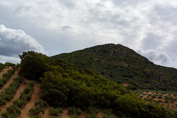 Andalusian landscape with yellow hills and green olive trees plantations