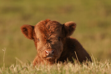 Newborn calf of a Scottish Highlander of Scottish Highland Cow without an ear tag