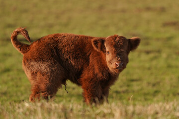 Newborn calf of a Scottish Highlander of Scottish Highland Cow without an ear tag