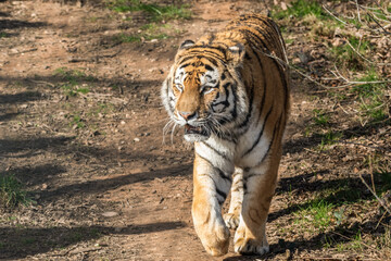 Amur Tiger Walking on Grass