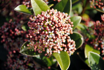 Close up of the pink buds and opening white flowers of Japanese skimmia ( Skimmia japonica), native to Japan, China, and Southeast Asia