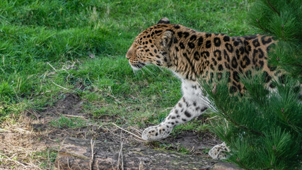 Amur Leopard Walking on Grass