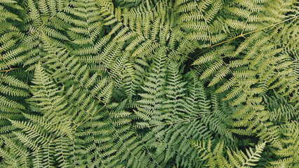 Top view of green Eagle fern texture background