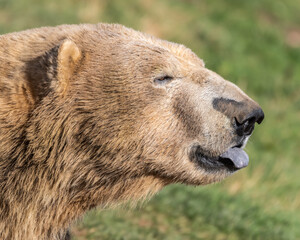Fototapeta premium Polar Bear Close up Portrait