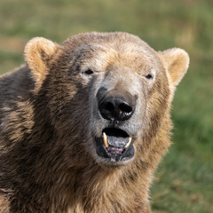 Polar Bear Close up Portrait