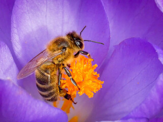 Pszczoła zbierająca pyłek w kielichu krokusa - obrazy, fototapety, plakaty