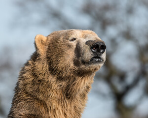 Fototapeta na wymiar Polar Bear Standing Upright