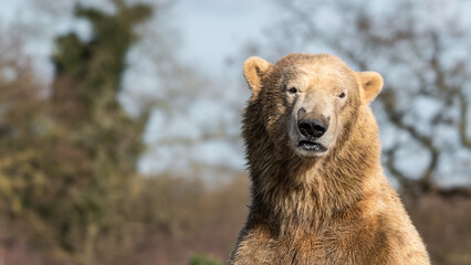 Obraz premium Polar Bear Standing Upright