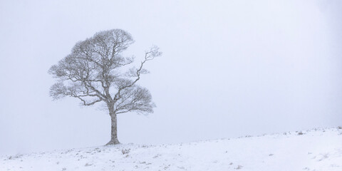 Snowy Tree