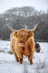 Highland Cow in The Snow